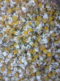 Research has shown chamomile to have meaningful benefits when it comes to reducing anxiety and the natural medicines comprehensive database. Dried Chamomile Flower Buy Dried Chamomile Flower For Best Price At Inr 450inr 1 30 K Kilogram
