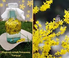 Forsycja Krolowa Rutyny Forsythia Vahl In 2020 Garden Sculpture Herbs Happy Spring