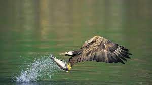 We did not find results for: 9100 Gambar Burung Elang Menyambar Mangsa Gratis Terbaru Gambar Hewan