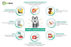 Diabetes An Overview Of Disease And Care North Ogden Animal Hospital