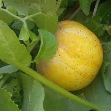 Image result for Cucumis sativus