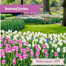 Keukenhof, also known as the garden of europe, is one of the world's largest flower gardens, situated in the municipality of lisse, in the netherlands. 25 Facts About Keukenhof Gardens And Tulips In The Netherlands Cheeseweb