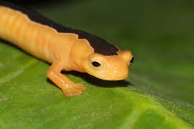 Lost Species Re Wild Rewild Org