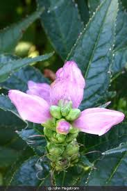 Image result for Tinnea coerulea