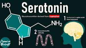 Image result for Serotonin