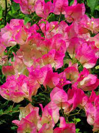 Pin On Bougainvillea