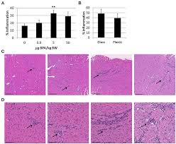 Frontiers Bpa Alters Estrogen Receptor Expression In The Heart After Viral Infection Activating Cardiac Mast Cells And T Cells Leading To Perimyocarditis And Fibrosis Endocrinology
