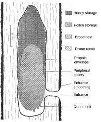 We did not find results for: How To Remove Bees From A Tree Root Simple