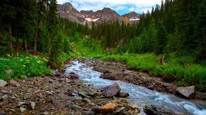 Spring Landscape River Mountain Flowers Pine Forest Hd Wallpapers Wallpapers13 Com