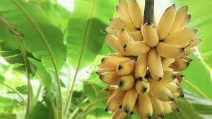 Image result for Musa paradisiaca