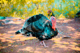 Turkey says gluglú in spanish, the kids laugh and love it! How To Say Happy Thanksgiving In Spanish And Other Food Related Expressions You Need To Know