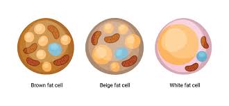 Maybe you would like to learn more about one of these? Adipose Tissue The Definitive Guide Biology Dictionary