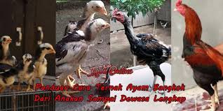 Kandang ini adalah kandang yang dikhususkan bagi para anak ayam yang baru saja menetas. Panduan Cara Ternak Ayam Bangkok Dari Anakan Sampai Dewasa Lengkap Kompasiana Com