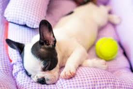 If you have a puppy, his respiratory and heart rates tend to be naturally faster than an older dog, even during sleep. Why Is My Puppy Breathing Fast While Sleeping All You Need To Know Hi5dog