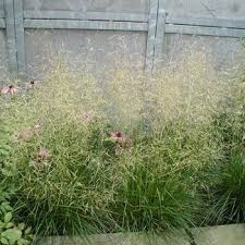 Deschampsia Cespitosa Goldschleier Wald Schmiele Gestalten Stauden Zur Hangbefestigung Pflanzenver Mediterraner Garten Garten Pflanzen Naturgarten