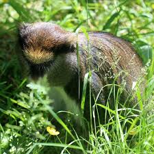 How to thin out monkey grass. Lowe S Guenon