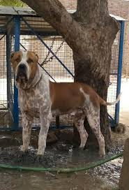 Bully kutta or pakistani mastiff or simply bull. Bully Kutta On Twitter My Bully Kutta Pups Also Available Best Guarding Dog Breed Http T Co Ds9bi2vqia