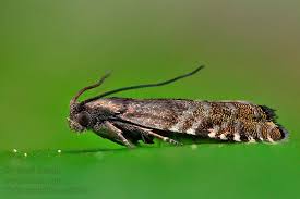 Image result for Cydia strobilella