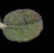 Image result for Bonamia mossambicensis