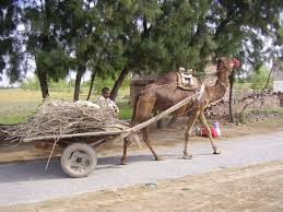 Camels have long been domesticated and, as livestock, they provide food (milk and meat) and textiles (fiber and felt from hair). Pin On Going Places