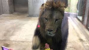 千葉市動物公園のライオンのアレンくんの可愛らしい動画 Youtube