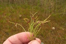 Image result for Lipocarpha micrantha