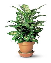 Image result for dieffenbachia flower
