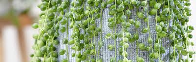 Cactus haul coming soon as well! String Of Pearls Growing Guide Garden Express Online Nursery