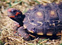The Red Footed Tortoise Geochelone Carbonaria A South