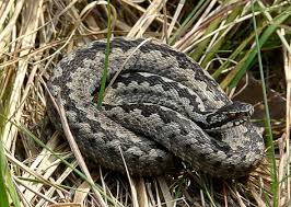 Kreuzotter Vipera Berus Kreuzotter Schlangen Reptilien