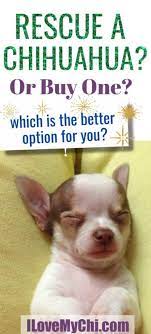 The chihuahua is the oldest breed in north america with a history that's been quite difficult to trace. Should You Rescue A Chihuahua Or Buy One From A Breeder I Love My Chi