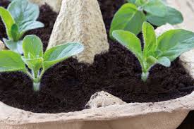 Comment Cultiver Son Jardin Pendant Le Confinement Cultiver Son Jardin Trucs Et Astuces Jardinage Et Astuce Jardin