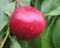There is no harm in eating your nectarine with the skin still on. Fs1204 Nectarine Varieties For New Jersey Commercial And Home Orchardists Rutgers Njaes