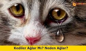 Kedilerin Beden Dili Ve Anlamlari Petipanya