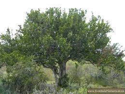 Image result for Pappea capensis