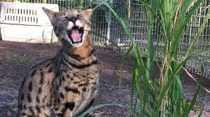 The original bengal cats are a hybrid of the asian leopard cat and domestic cats. Hybrid Cat Facts Photos Videos Stories