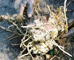 Image result for Dioscorea praehensilis