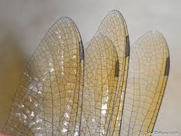 Image result for Xyris natalensis