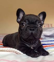Maybe you would like to learn more about one of these? French Bulldog Colors Explained With Photos Petskb