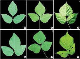 Image result for Hylodesmum repandum