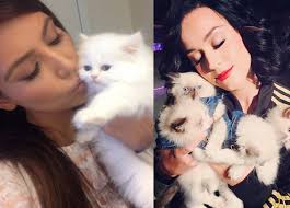 Nivelul stresului este mult redus în prezenţa. Ce Pisici Au Vedetele