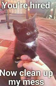 The Best Kittens Memes Memedroid