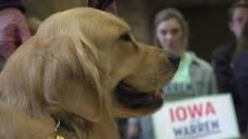 Elizabeth Warren's dog Bailey hits campaign trail | AFP - YouTube