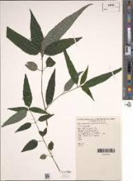 Image result for Isoglossa