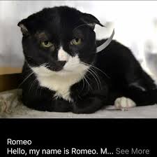 Search our available pets and begin one of the. Romeo To Die 01 28 19 Nyc Ny Hurry Save Please Cat Adoption Cat Years Cats And Kittens