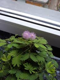 Maybe you would like to learn more about one of these? I M A Newbie At Caring For Indoor Plants But I Got My Mimosa To Bloom So Happy Gardening