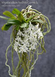 Image result for Mystacidium tanganyikense