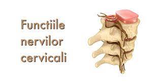 Fiecare vertebra a coloanei prezinta alte doua proeminente osoase laterale, una in dreapta si una in stanga. Harta Bolilor Provenite De La Coloana