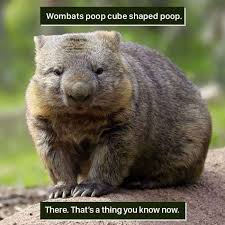 Pin By Rach On Animals Weird Animal Facts Funny Animal Facts Fun Facts About Animals