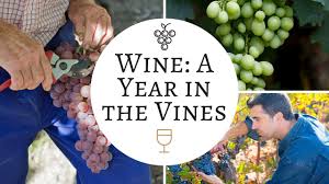 Making Wine In The Vineyard Anatomy Of A Grapevine Youtube